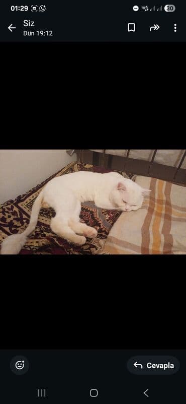 Gəmiricilər: Erkək — 4