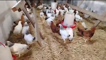 3 Aylıq toyuqlar colpa satilir 1 dənəsi 10 azn 60 dənə var unvan