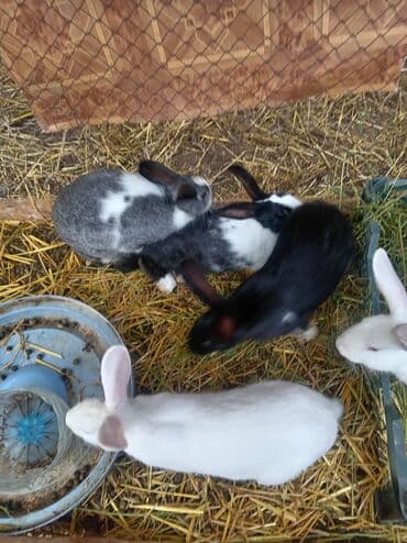 kaliforniya dovşanı: Doşan satlır 5 yerli saort 1qalifoniya — 2