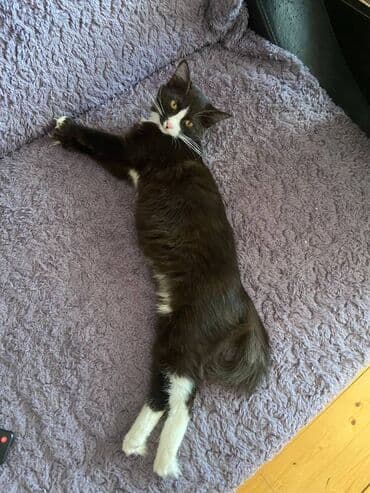 где можно купить котенка: Erkək, Dişi, Yaxşı əllərə — 1