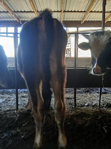 halep keçisi satilir: Super kök erkək dana — 4