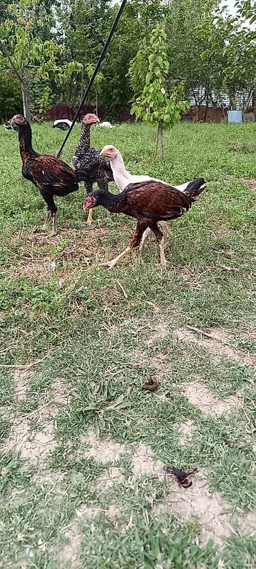 pişik qiymetleri: 4 ayliq beceler satilir qiymet birine ayitdi ciddi alicilar elaqə — 4