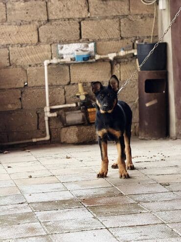 Lincoln: •	Yaşı: 4 aylıq (5 aylığa keçəcək) 	•	Tam aktiv və sağlamdır 	•	Bütün — 4