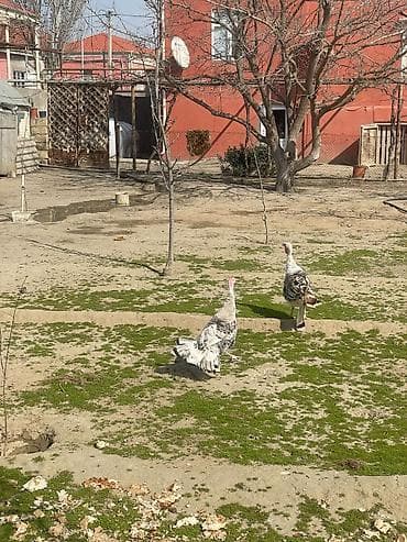 Məhsul: Hind toyuqları (hind quşları) — 2