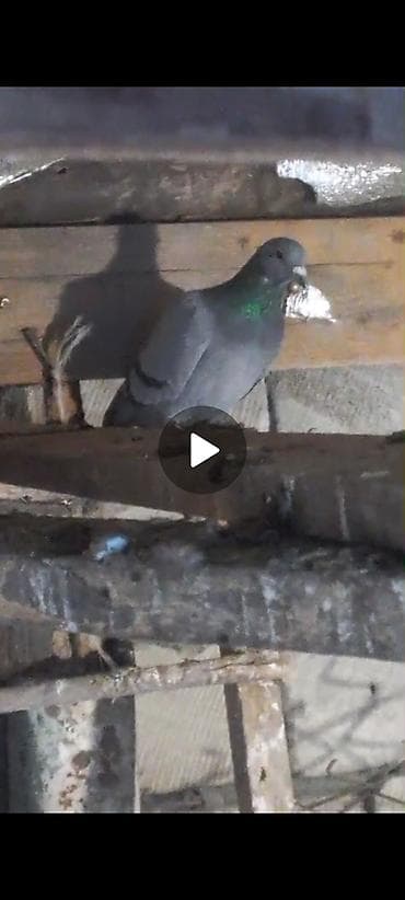 itlərin sekisi: Məhsul: Göyərçinlər (ev göyərçini) Təsvir: - Şəkillərdə müxtəlif rəng — 3