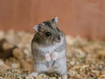 Satılır 🐹✨ Sevimli və sağlam hamster satılır. Çox aktiv, oynaq və