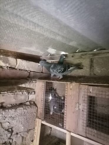 той ырлары попурри: Drakon göyərçinləri — 2