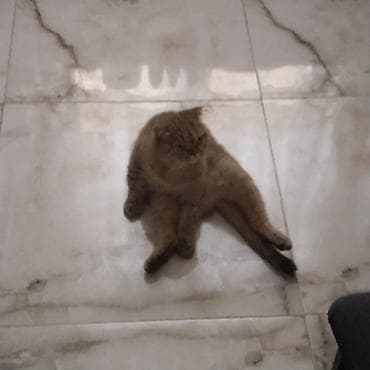 it üçün ev: Tabbi, Yaxşı əllərə — 1