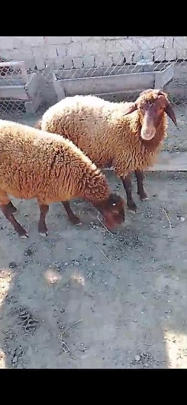 Erkey quzular satılır çeki ile verlecey 10 azndi diri çeki ilə