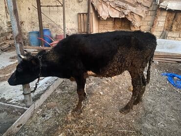 Inəklər, öküzlər: Dişi danadı körpe Bakı malıdı tovle malıdı — 6