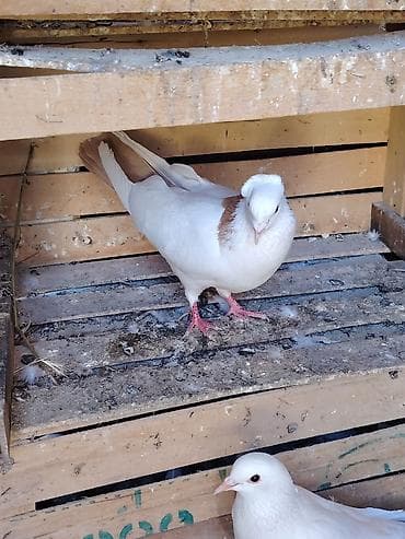 Göyərçinlər: Sari kekili kohe cins təmiz qandi erkeydi Təsvir: - Rəng: ağ gövdə — 2