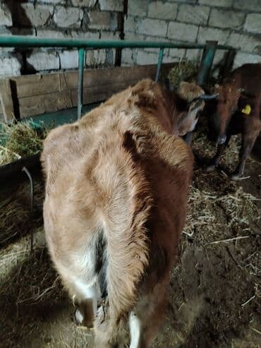 Audi: Salam aleykum super düyedi 1 qarın bala atib dogmuyub köklüyü narmaldi — 2