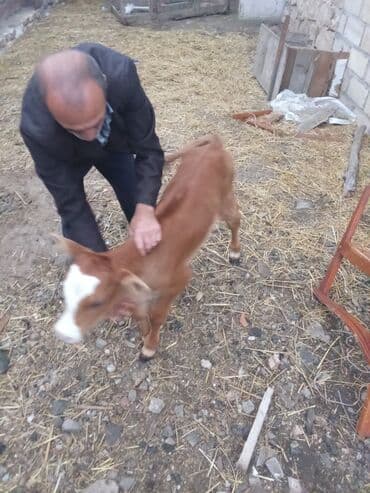 yerli cins inekler: Qırmızı-boz rəngli buzaq - Növ: iri buynuzlu mal-qara (buzaq) - Rəng — 2