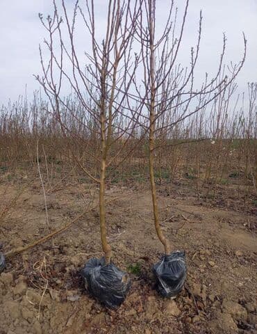 shit: Dekarativ bitgilerin satişi — 24