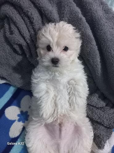 ağ haski: Pudel, 2 ay, Erkek, Pulsuz çatdırılma — 5