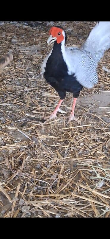 babil quşu: Satılır: dekorativ gümüş fazan (Silver Pheasant) Xüsusiyyətlər: - — 4