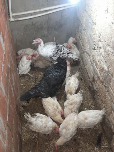 Hyundai: Həm kəsməyə həm damazdığ real alıcılar əlaqə saxlasın zəng çatmasa — 1