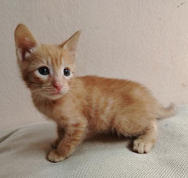 pulsuz video cat: Erkək, Dişi, Yaxşı əllərə — 2