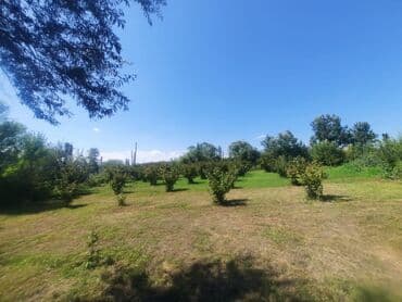 xacmaz rayonu qusarcay kendi: Kənd təsərrüfatı, Mülkiyyətçi, Kupça (Çıxarış) — 3