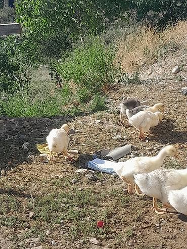 Qazlar: Erkək, Damazlıq, Ünvandan götürmə — 2