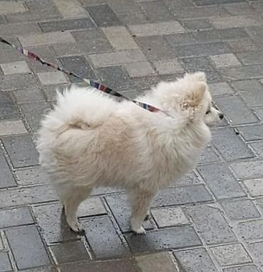 itle barter: Şpitz, 9 ay, Dişi, Peyvəndli, Pulsuz çatdırılma — 2