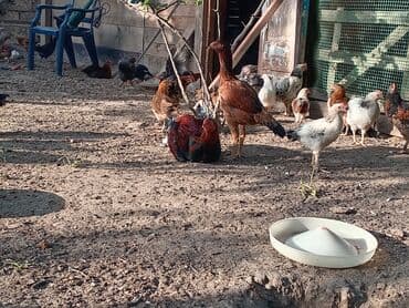 en cox sud veren inekler: Курица, Для разведения — 7