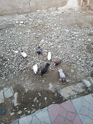 heyvan: Salam 7 eded qusdur satlir son qoymeti iki manat eli qepiyden unvan — 1