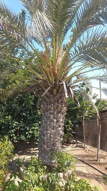 agac satisi: Xurmapalması (Phoenix dactylifera) – həyət və bağ sahələri üçün iri — 3