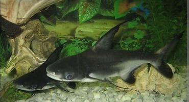 balıq qarmağı: Akula balığı, Sülhsevər — 1