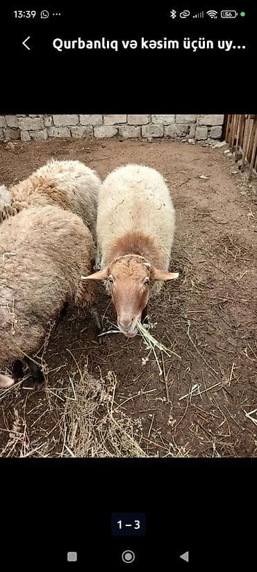 Qurbanlıq erkek quzu almaq istəyirəm