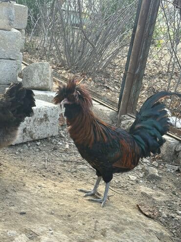 simental inekler satilir: Məhsul: Qold Fizan 6 aylıq xoruz Təsvir: - Yarıböyük ölçülü, başında — 3