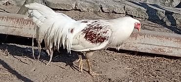 heyvan bazari keci: Ağ-qırmızı ləkəli döyüş tipli xoruz - Rəng: əsasən ağ, kürək və — 4