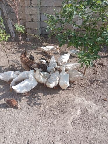 Inəklər, öküzlər: Dişi, Yumurtalıq — 4