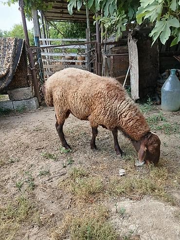 erkey quzu: Salam təmiz qala cinsi qoç satıram yaxşı iri heyvandı saxlanmalı — 10