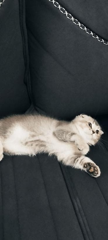 pisik sahiblendirme: Şotland yastı qulaq, Yaxşı əllərə — 2