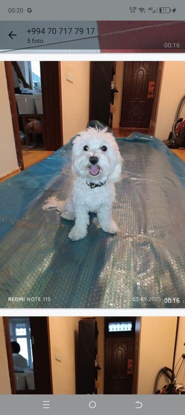 pitbull tap az: Бишон фризе — 1