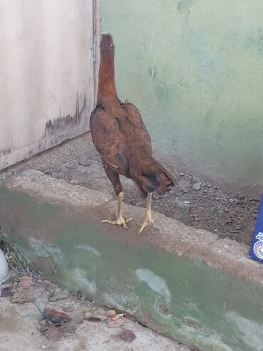 inək cinsləri: Toyuq, Damazlıq — 2