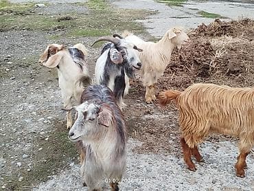 cuce satisi 2019: Satılır: keçi sürüsü - Növ: yerli keçilər (erkək və dişi fərdlər — 2