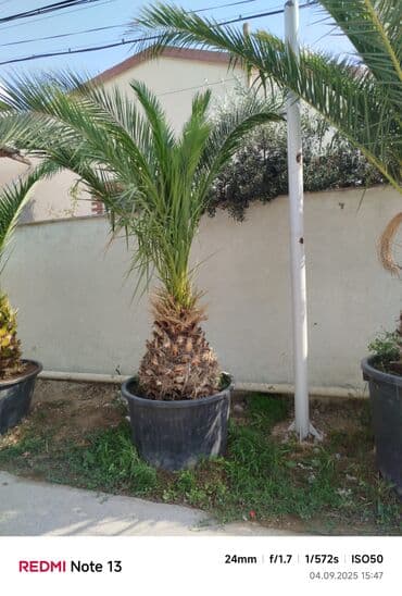 sekas palma: Xurma xurması (Phoenix canariensis) – iri şənlikli palma ağacları - — 4