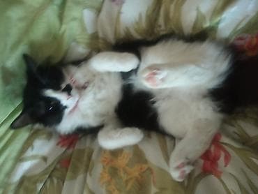 Balıqlar: Yaxşı əllərə — 2