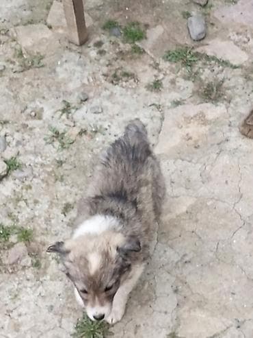 Digər heyvanlar: Zvonok, Erkek — 2