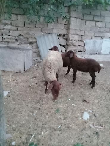Inəklər, öküzlər: Salam endirim olacaq dişi qoyun iki balasıyla əkiz 1 Erkey 1 dişi — 6