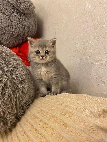 Şotland yastı qulaq — 8