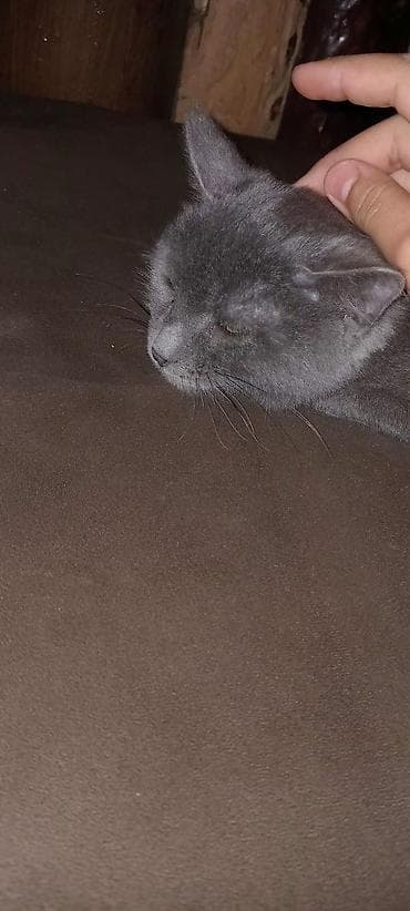 где продаются кошки: Самец, В добрые руки, Самовывоз — 2