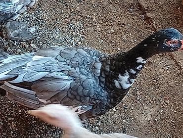 derzi quşu: Salam hazir çüt lal ördekler satiram 5 ayliqdilar çütleşirler dişi — 3