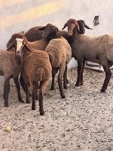 qoyun satsi: Quzu, Dişi, Qala, ay: 1, 22 kq, Damazlıq, Südlük, Ətlik, Ünvandan götürmə — 3