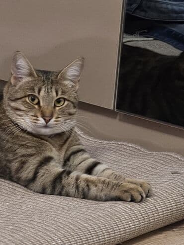 İtlər: Dişi, Yaxşı əllərə, Ünvandan götürmə, Pulsuz çatdırılma — 4