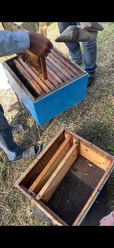 ev quslarinin satisi: Tamamilə təbii, qatqısız və yüksək keyfiyyətli Balakən balı — 1