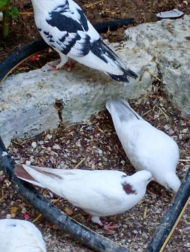 Quşlar: Goyercinler ciiii balalar.ucuwlarina oynagkarina cvbdehem nomrede — 5