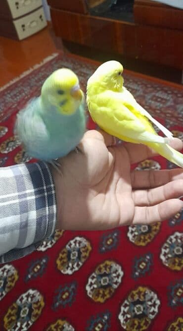 qus: Quşlar 10azn — 3